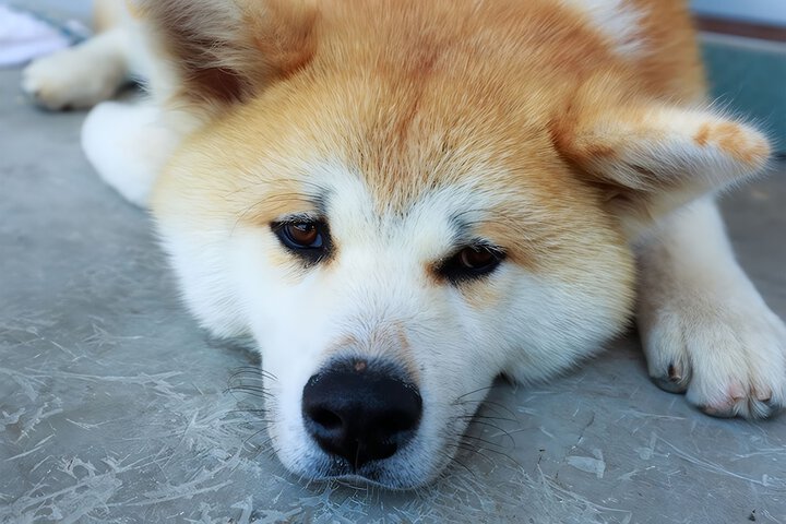 Pet Friendly 120 of 185
