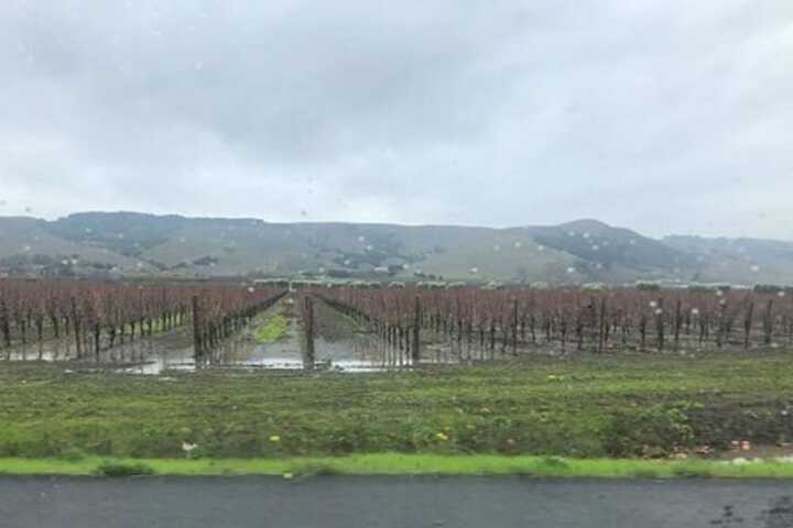 Vineyard