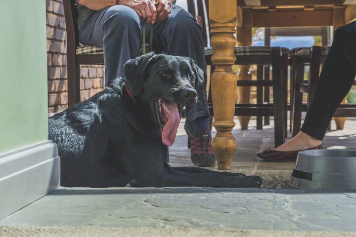 Pet Friendly 29 of 55