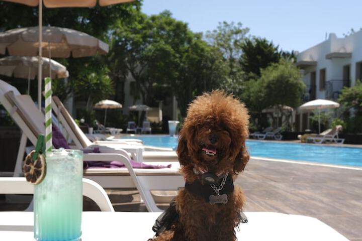 Pet-friendly