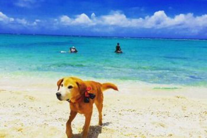 Beach or Ocean View