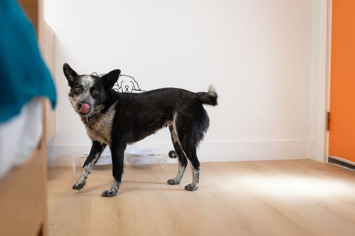 Pet Friendly 60 of 105