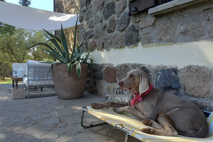 Pet-friendly