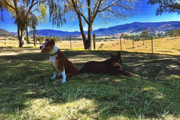 Pet Friendly 13 of 29