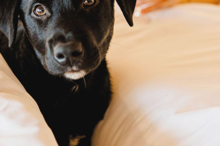 Pet Friendly 83 of 149