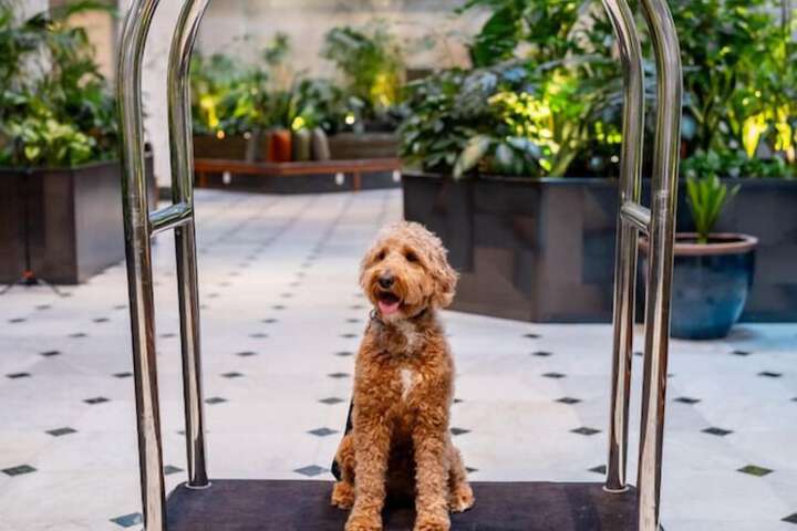 Pet-friendly