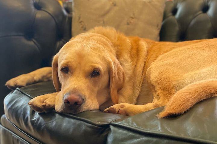Pet Friendly 34 of 65