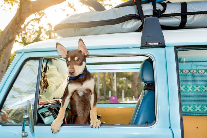 Pet Friendly 109 of 123