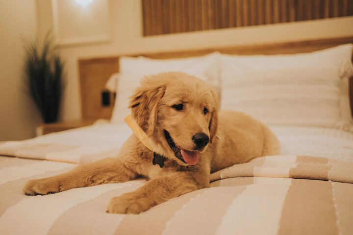Pet Friendly 36 of 74