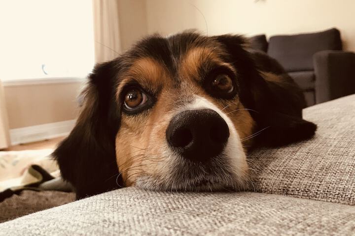 Pet Friendly 56 of 109