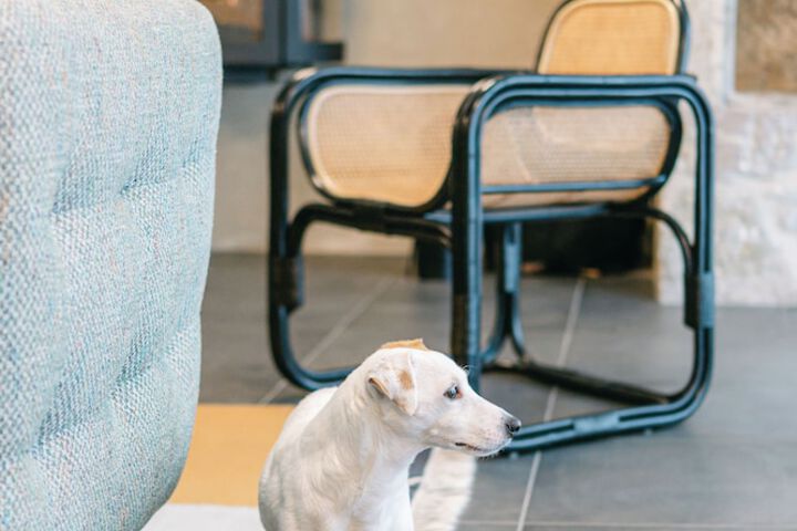 Pet Friendly 36 of 64