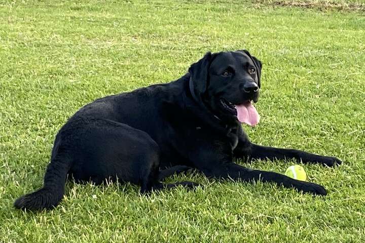 Pet Friendly 55 of 119