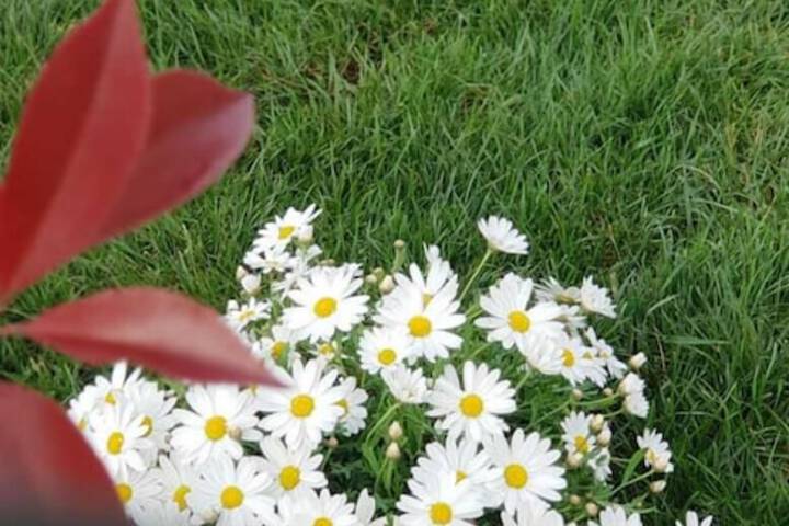 Stella del Cilento
