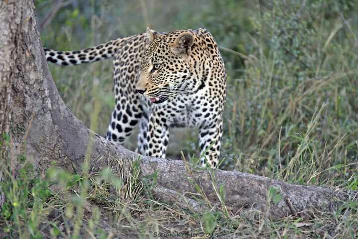 Game viewing