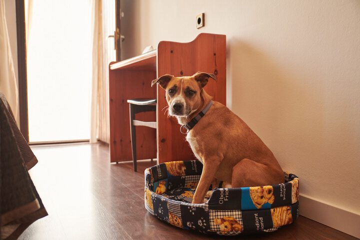 Pet-friendly