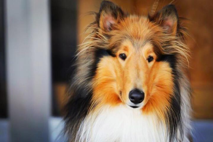 ・[Others] Sachi, the signboard dog. You can stay with pets
