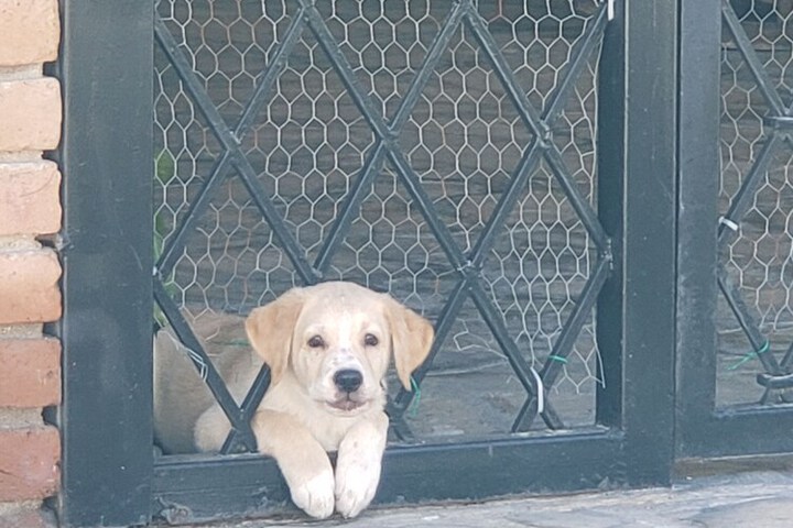 Pet Friendly 60 of 99