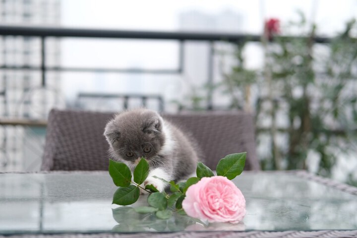 Pet Friendly 32 of 55