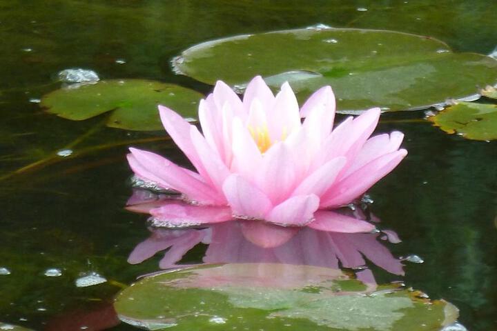 Wellness- und Gartenhotel Heusser