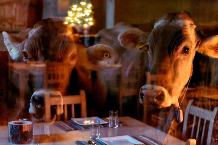 Dining 52 of 86