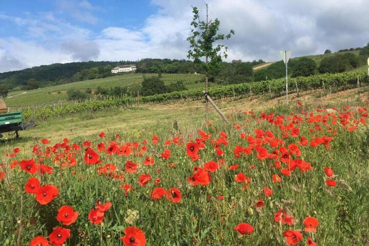 General 11 of 26