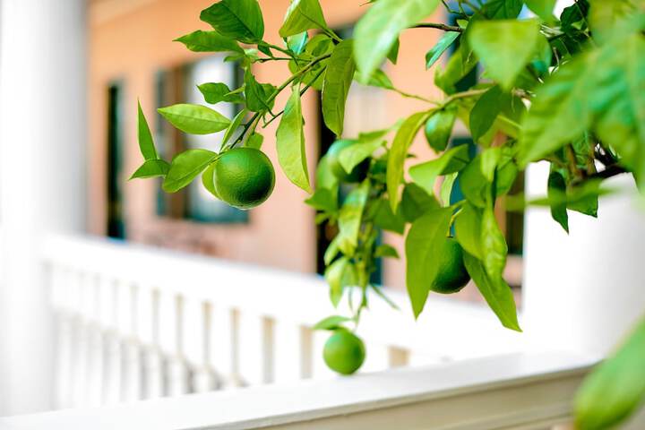 Garden view