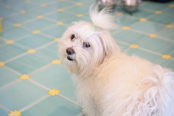 Pet Friendly 35 of 68