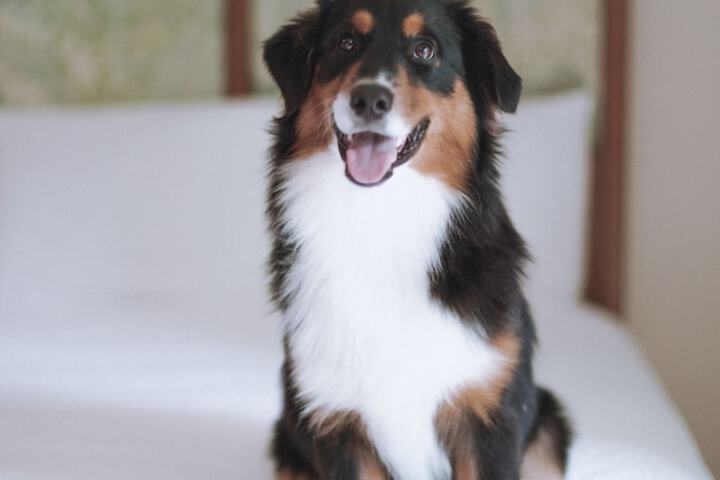 Pet-friendly amenities