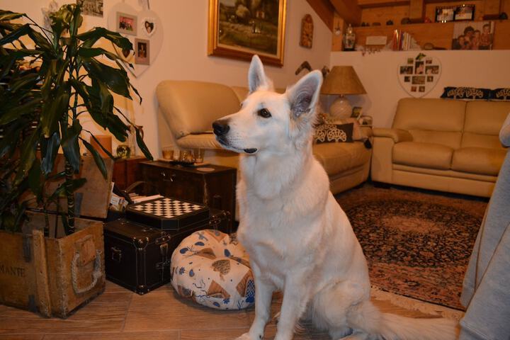 Pet Friendly 56 of 90
