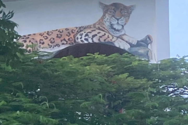 Jaguar Morning Star