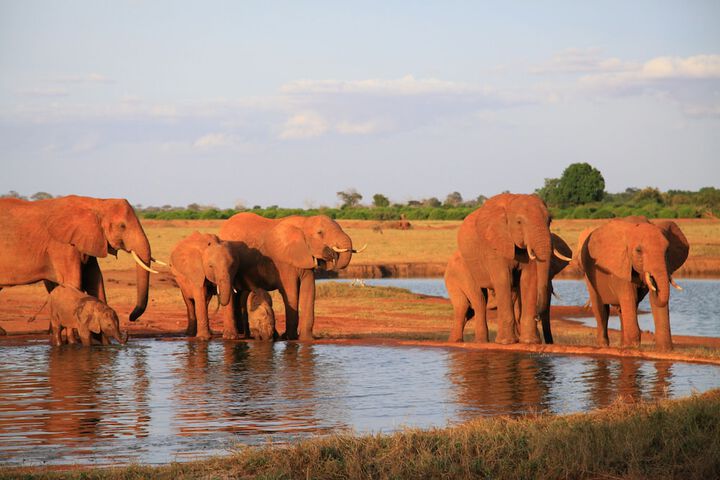 Game viewing