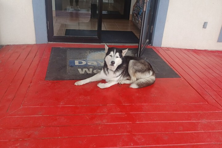Pet-friendly