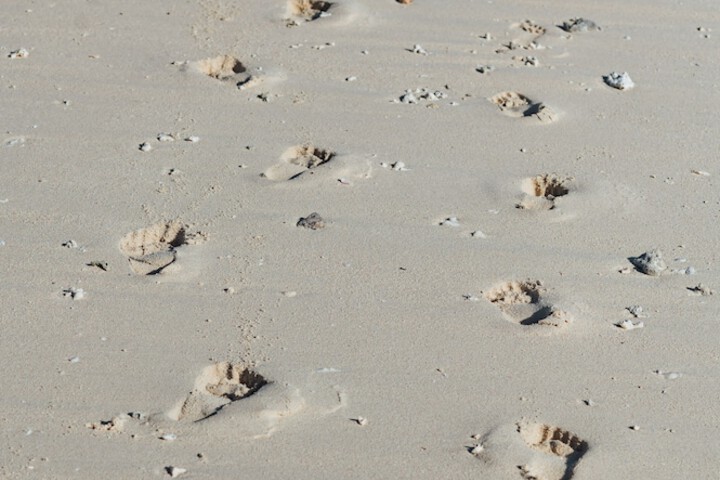 Beach 247 of 414
