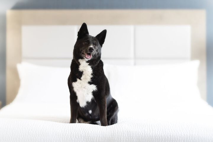 Pet-friendly