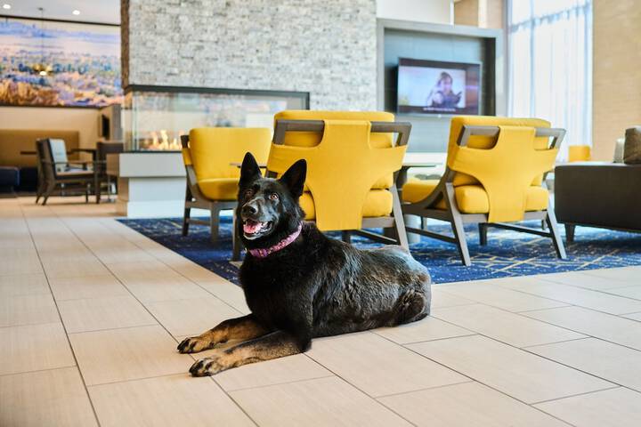 Pet-friendly