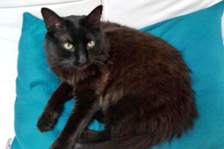 Pet Friendly 23 of 50