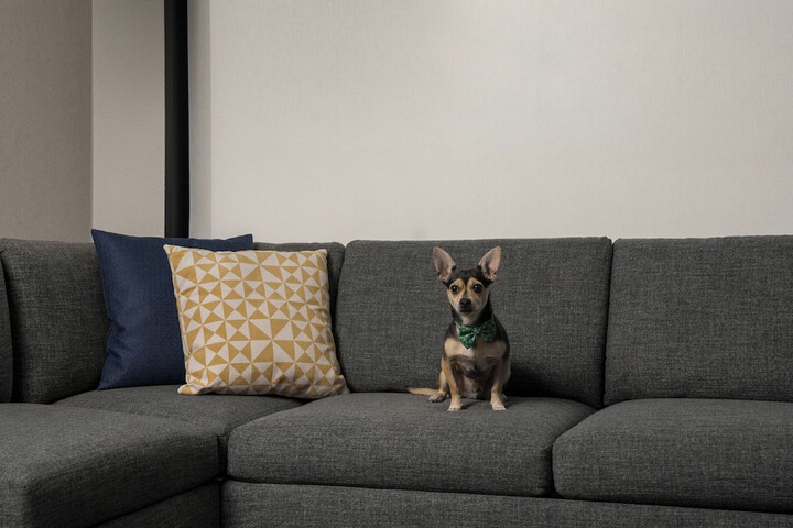 Pet-friendly amenities
