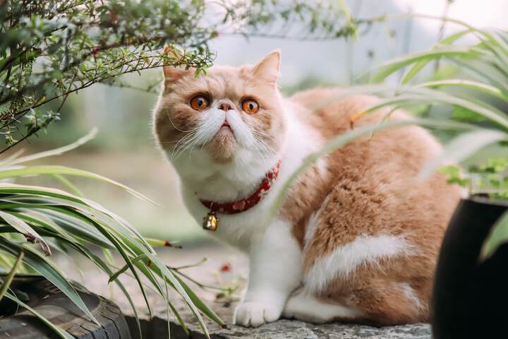 Pet Friendly 111 of 184