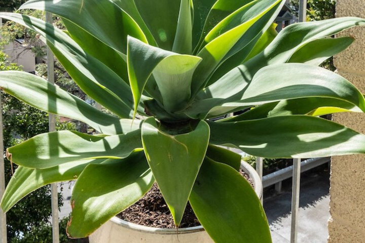 Terrace/Patio 8 of 9