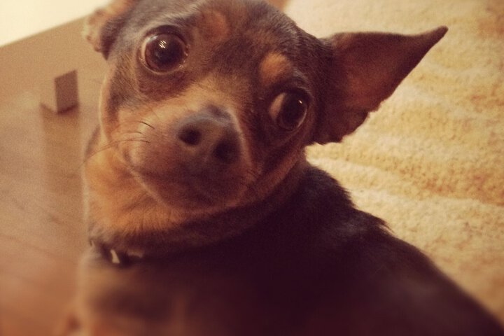 Pet Friendly 110 of 136