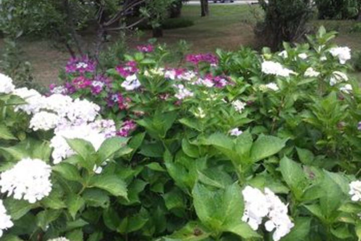 Property Grounds 56 of 60