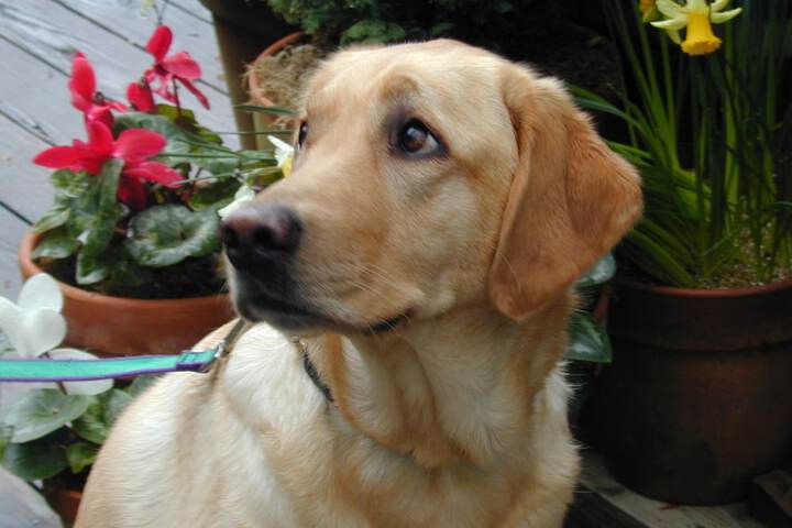 Pet Friendly 46 of 87