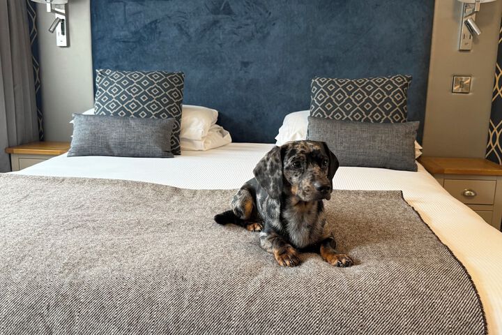 Pet Friendly 50 of 77