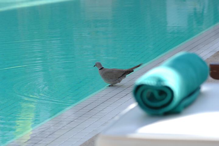 Pools & Facilities