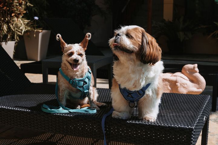 Pet Friendly 85 of 129