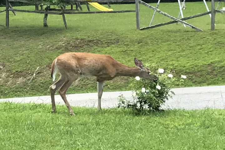 Property Grounds 15 of 20
