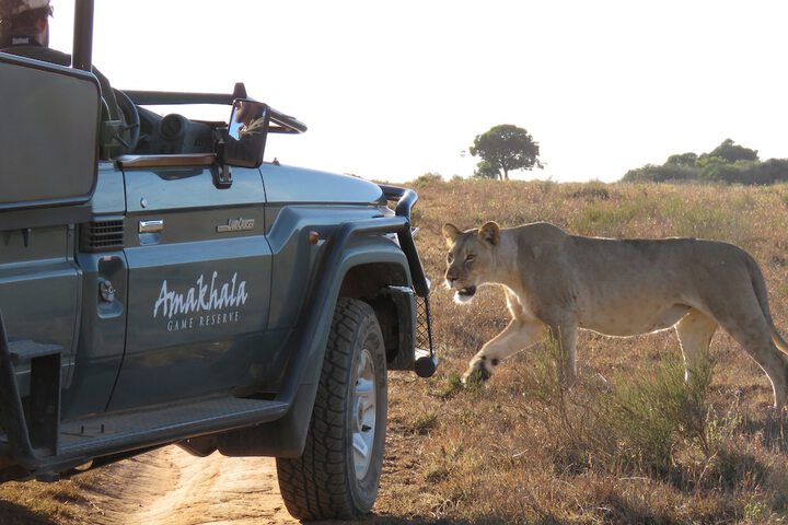 Game viewing