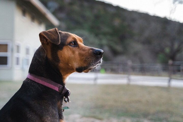 Pet Friendly 81 of 85