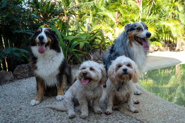 Pet Friendly 18 of 25
