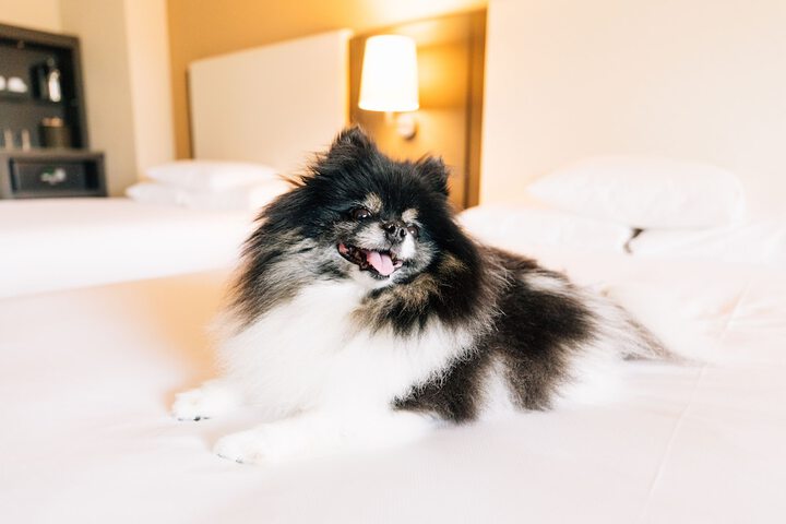 Pet-friendly